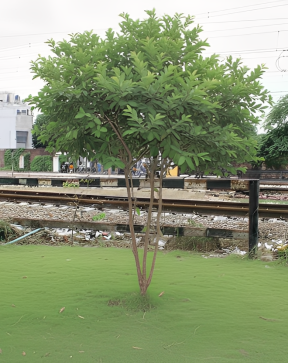 Gemini_Generated_Image_ken5cvken5cvken5 1 1 1